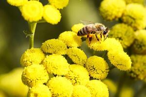 A bee is sucking honey from a yellow flower photo