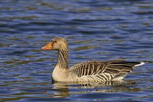 A duck is swimming in a blue pond photo