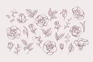 Set of Rose Line Art Elements vector