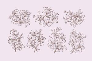 Set of Lily Line Art Ornaments vector