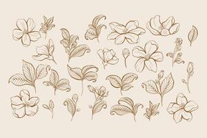 Set of Jasmine Line Art Elements vector