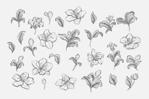Set of Azalea Line Art Elements vector