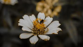 The Close Up of White Flower with a Bee Pollinating in Natural Setting photo