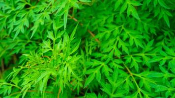 New Fresh Green Foliage of Parsley Plants in Full Summer Growth photo