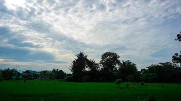 Lush Green Fields With Trees Under an Overcast Sky photo