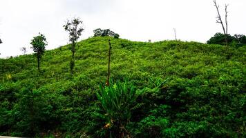 Lush Green Hill With Scattered Trees and Bright Vegetation photo