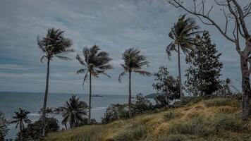 Coastal View with Palm Trees and Cloudy Sky photo