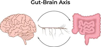 Gut-Brain Axis Science Design Illustration Diagram vector