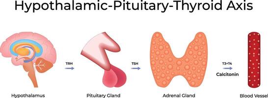 Hypothalamic Pituitary Thyroid Axis Science Design Illustration Diagram vector