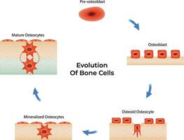 Evolution of Bone Cells Science Design Illustration Diagram vector