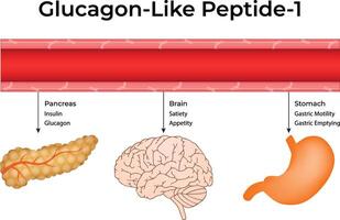 Glucagon-Like Peptide-1 Science Design Illustration Diagram vector