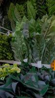 Artificial Green Leaves Display in Store photo
