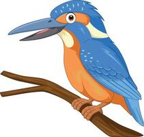 Cartoon a kingfisher bird on a tree branch vector