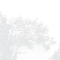 white grunge background with delicate abstract tree branches, design element. vector