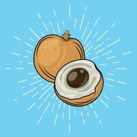 Longan with beautiful brown color vector
