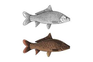 Carp Cyprinus carpio illustration in engraving style vector
