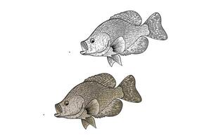 illustration of white Carp Cyprinus carpio in engraving style vector