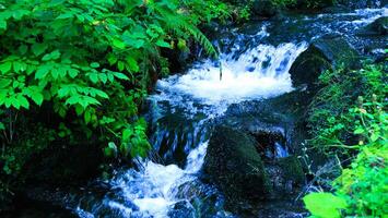 The bed of a small stream with riffles between mossy stones in a deep forest photo