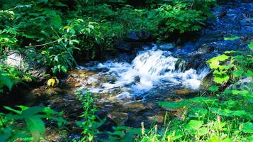 Beautiful small stream with clear water among the forest thickets photo