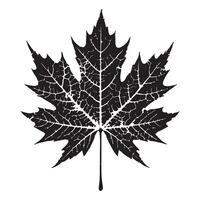 Intricate Silhouette of a Dried Maple Leaf vector