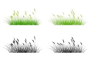 pampas grass, reeds grass silhouette vector