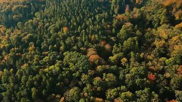 Aerial view of colorful autumn forest covering rolling hills under bright sky. Panoramic view on mountains covered in colorful pine trees. Beautiful nature landscape video