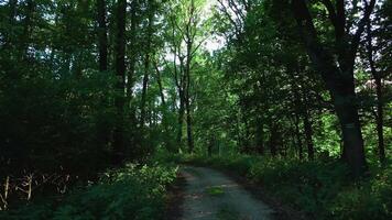 First point view of camera moving on countryside route through forest. Driving down empty road with trees on roadside at summer day with sunlight shining through green leaves video