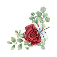 Dark ruby rose flower with eucalyptus branches and sitting damselfly watercolor border. Single flower with demoiselle insect illustration in realistic style. For Valentine day, Mother day cards vector