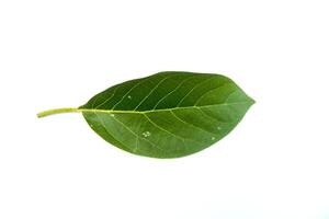 An avocado leaf isolated on a white background, flat photo from above