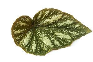 A leaf of brown conch begonia isolated on a white background photographed from above photo