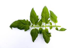 Sprig of Indonesian spinach tomato leaf isolated on white background, flat object photo from above