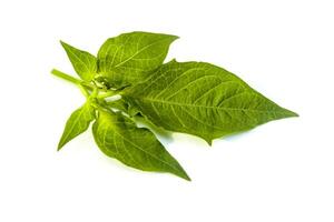 sprig of ciplukan or Physalis angulata fruit leaves and flowers isolated on a white background. photo