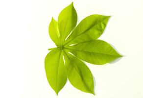 A sprig of cassava leaf isolated on a white background, flat photo from above