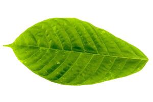A leaf of cocoa or chocolate isolated on a white background photo