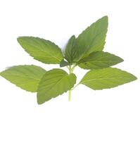 Sprig of peppermint leaf shoot isolated on white background, flat object photo from above