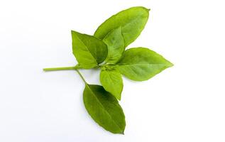A sprig of basil leaf isolated on a white background photo