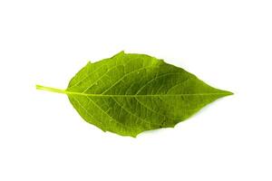 A leaf of ciplukan or Physalis angulata isolated on a white background photo