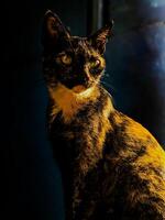 a cat sitting on a table in the dark photo