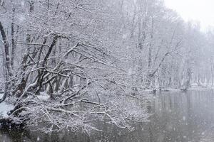 Snow covered trees by a river during a snowfall Winter wonderland scene photo