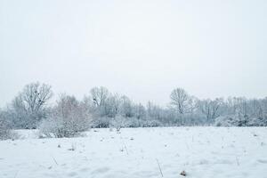 Snow covered field with winter trees under a pale sky photo