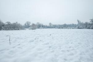 Snowy field with winter trees under a gray sky photo