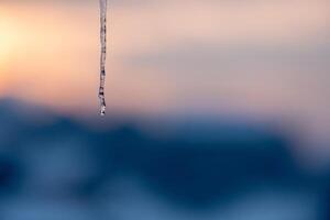 Icicle melting at sunset a drop about to fall Tranquil winter scene photo