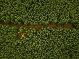 Aerial view of a forest with a path cutting through photo