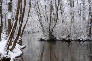 Snow covered trees line a calm river creating a serene winter scene photo