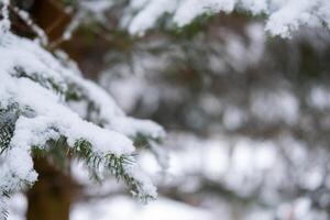 Snow covered evergreen branches in a winter forest Peaceful and serene winter scene photo