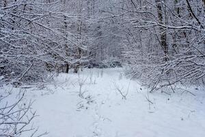 Snow covered path through a winter woods Footprints in the pristine snow photo