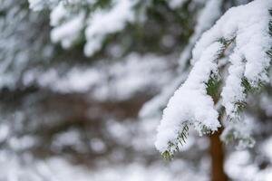 Snow covered pine branch in a winter forest A serene winter scene photo