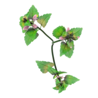 Green beautiful Red deadnettle Tree isolated on Canvas from top view png