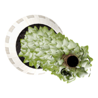 3D rendering of Succulent in a pot isolated on transparent canvas from top view png