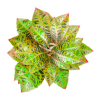 3D rendering of Crotons plant isolated on transparent canvas from top view png